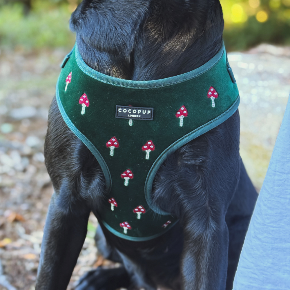 Cocopup London - Wholesale Pet Harness - Dog - Toadstool Trails Adjustable Neck HARNESS9