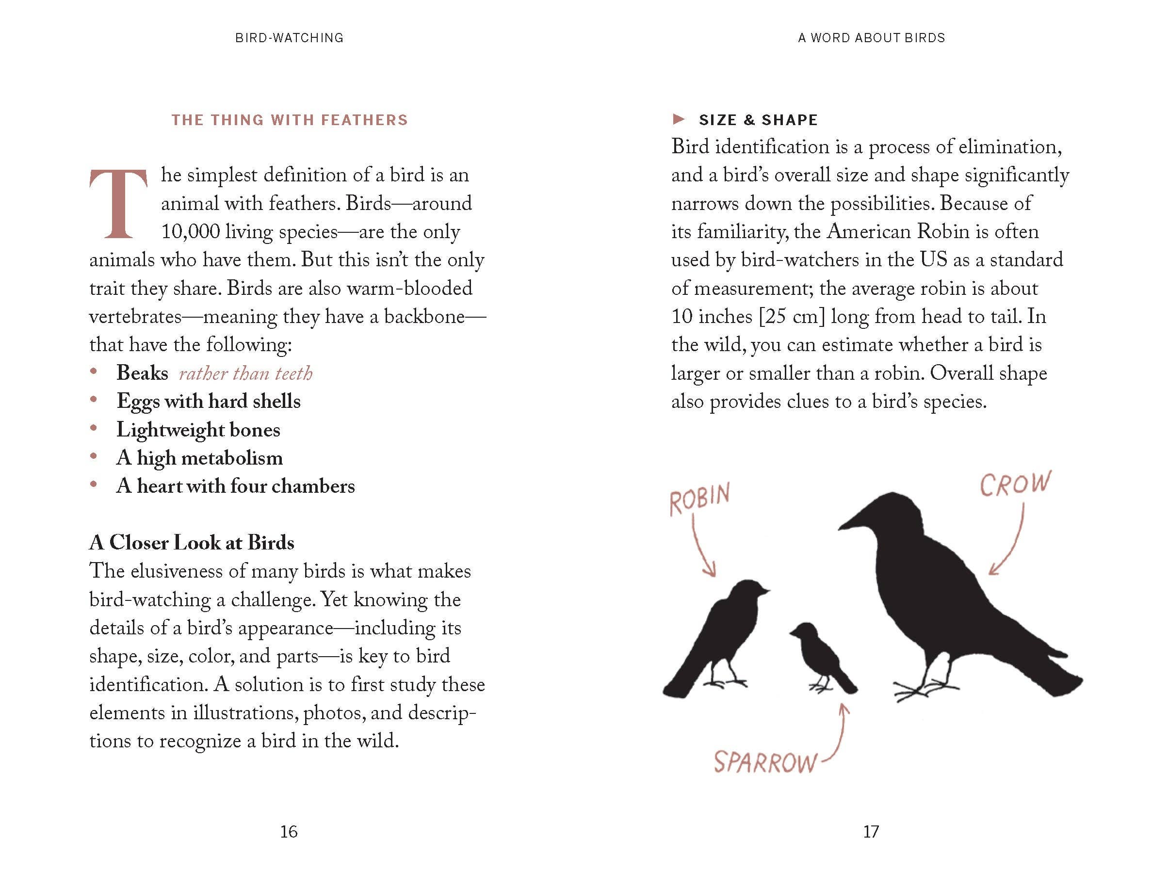 Chronicle Books - Wholesale Nature & Outdoors Book - Pocket Nature: Bird-Watching6