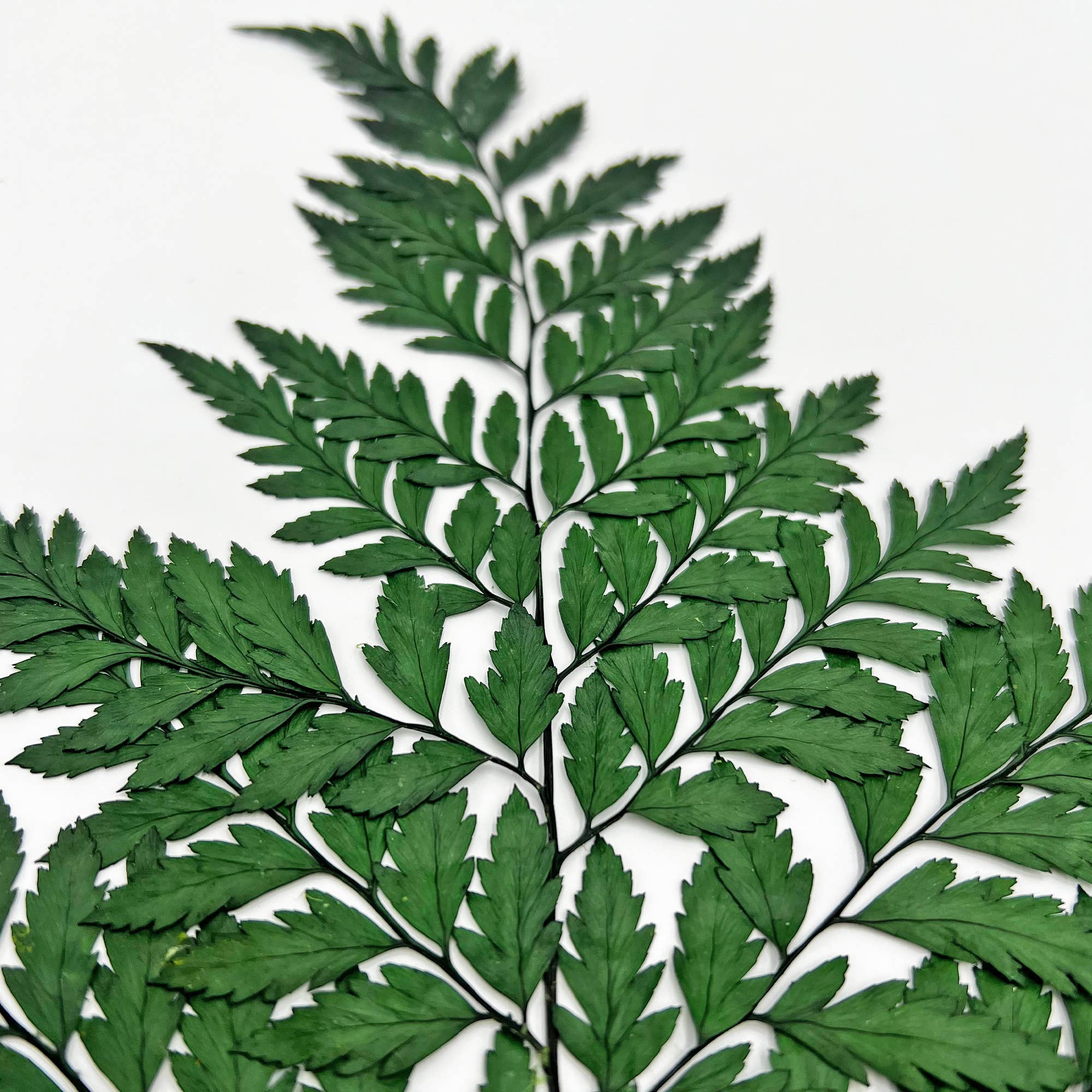 2626 Designs - Vente Fleur séchée/pressée - Fougère Davallia Mariesii séchée et préservée31