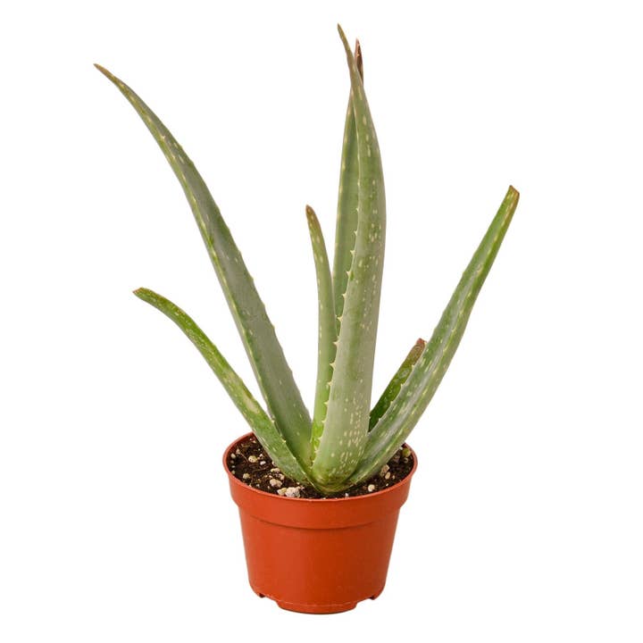 House Plant Wholesale WEST - Wholesale Live Plant - Aloe Vera, Low Maintenance Live Plant