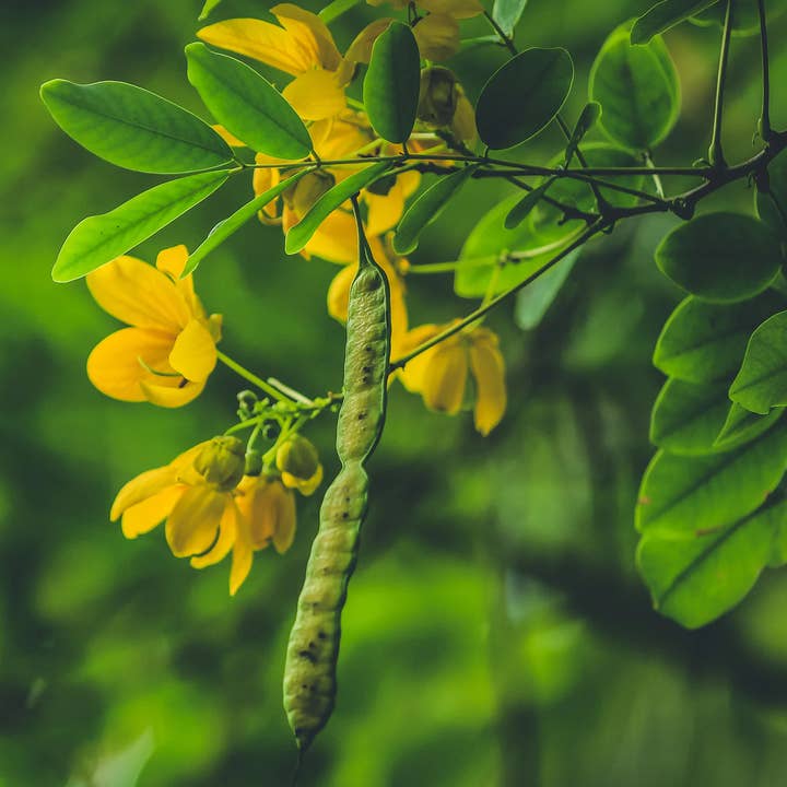 Daydream Organics | Prairie Doctor Brand - Wholesale Tincture - Senna Pod Herbal Tincture