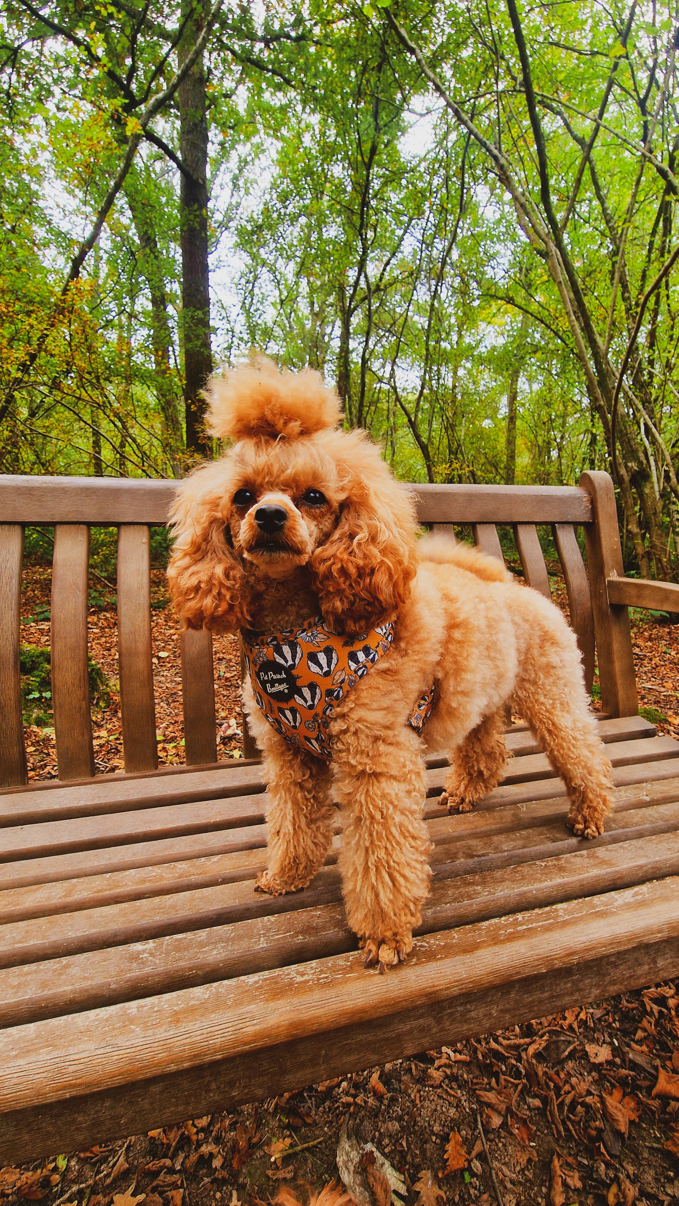 Pet Pooch Boutique – wholesale Pet harness – Dog – Woodland Badger Puppy Dog Harness (Autumn/mustard yellow)15