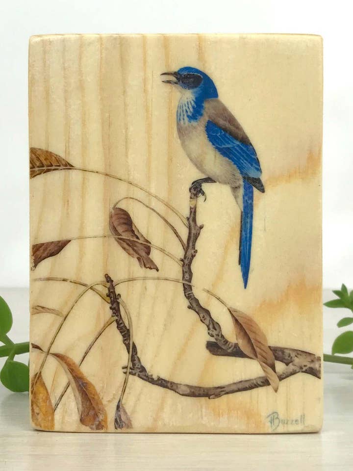 Scrub Jay Wood Panel, California Scrub Jay, houten wanddecoratie voor wholesale door Streetlightbirds