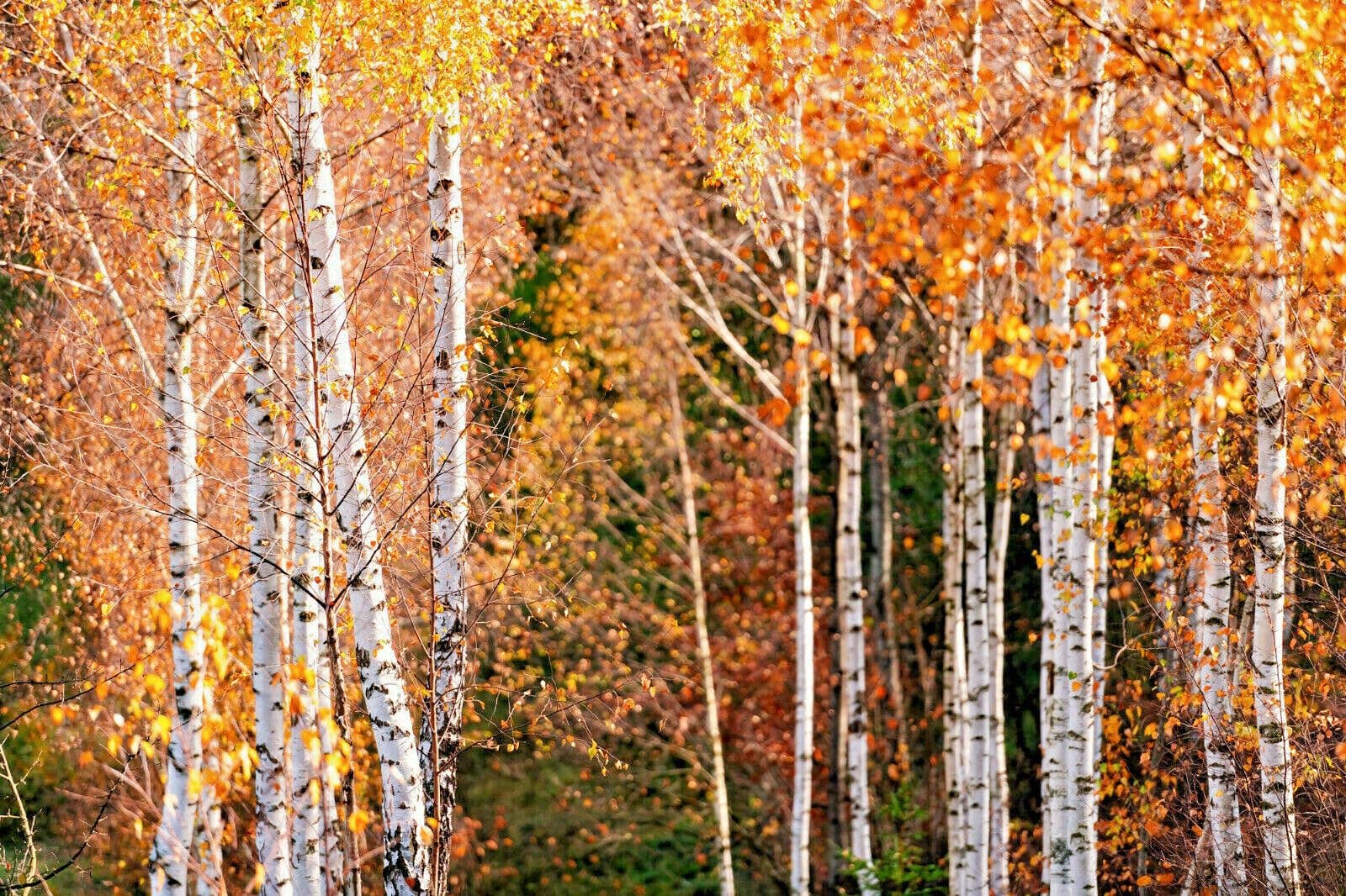 The Rike - Wholesale Plant Seeds - 3 pack x2000 Seeds White Paper Birch Seeds Betula papyrifera5