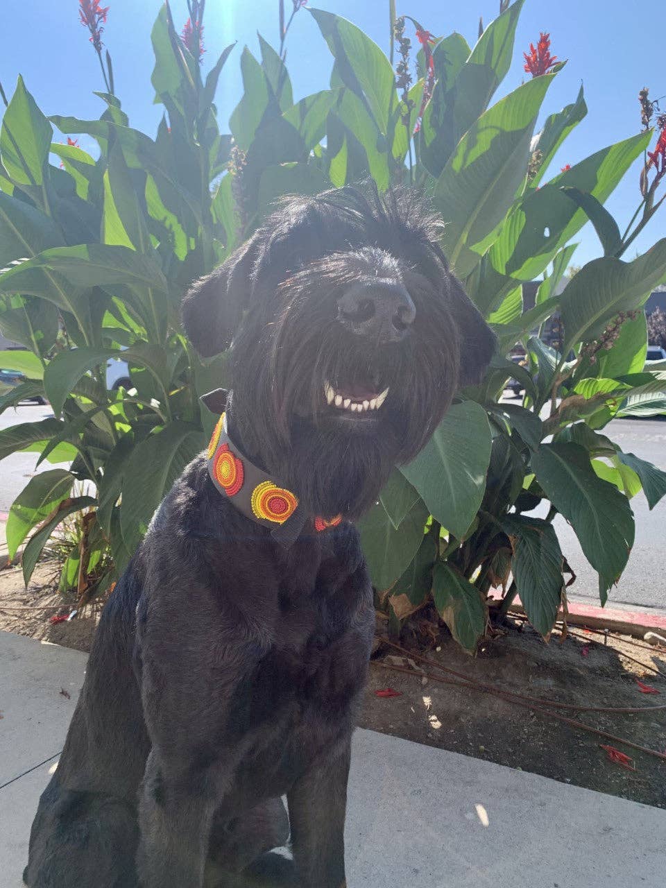 The Kenyan Collection Inc. dba TKC Inc – Engroshandel Halsbånd - Hund – TKC Marokko Perlebesat Hundehalsbånd1