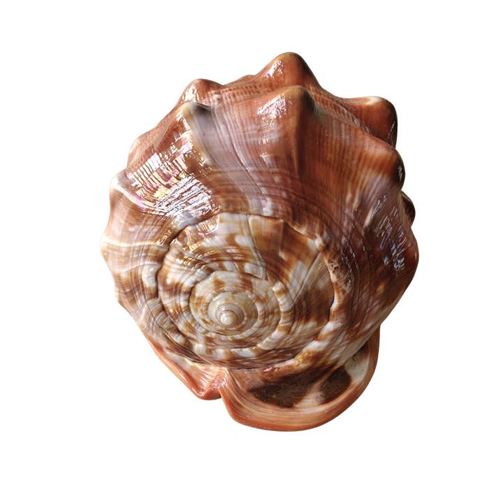 Product Import Holland – wholesale Decorative tabletop object – Nature shell Serbung Merah - coast - beach - Ibiza - deco