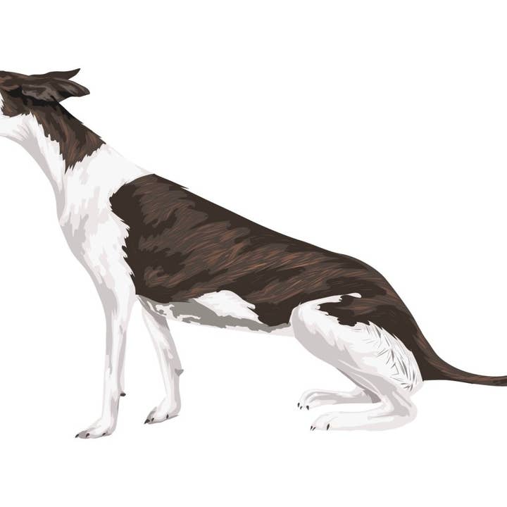 Greyhound Decals for wholesale by Cover-Alls Decals