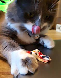 Eco-Pup - Vente Jouet – chat - Jouets à nœuds en cataire 100 % recyclés3