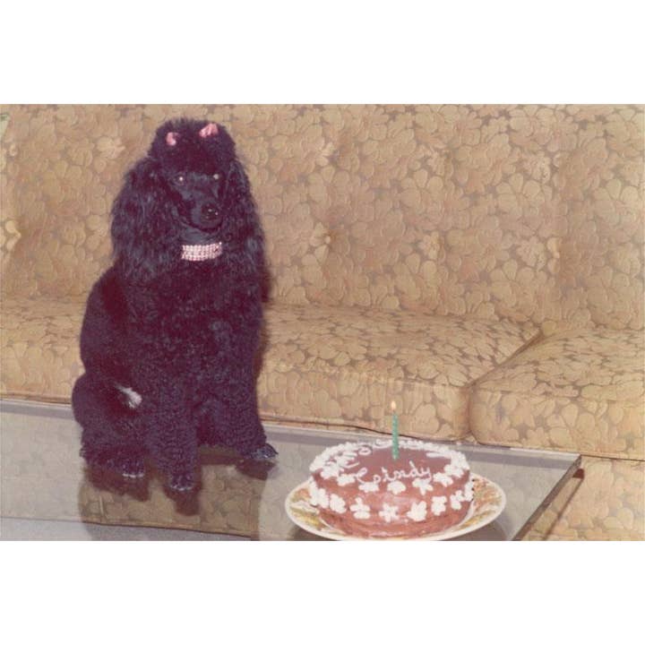 Postcard SN-86 Black Poodle with Birthday Cake for wholesale by Found Image Press