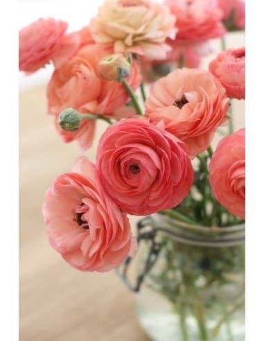 Florasource - Wholesale Fresh Cut Flowers - Ranunculus By the Box 70 stems 30/40 cm0