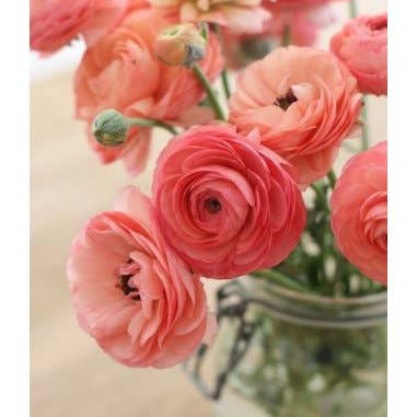 Florasource - Wholesale Fresh Cut Flowers - Ranunculus By the Box 70 stems 30/40 cm