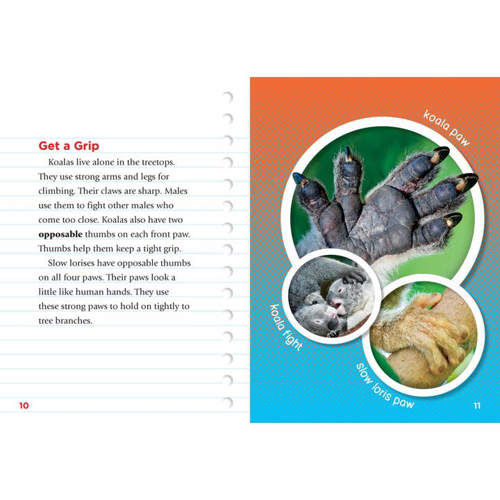 Black Rabbit Books - Wholesale Early Reader Book (6-8) - Versus!: Slow Loris vs. Koala2