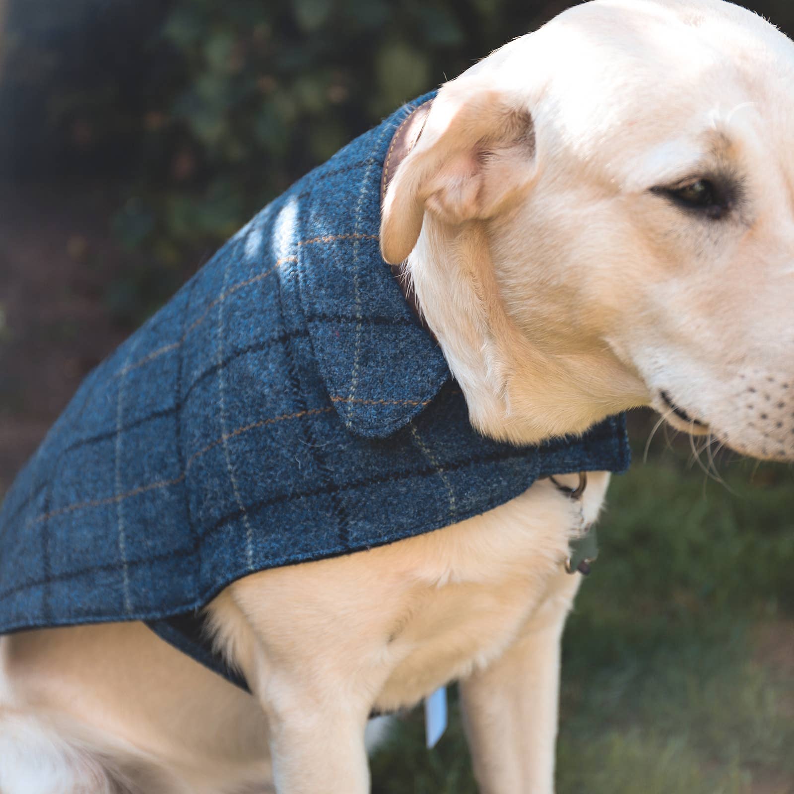 Ibrand - Vente Veste – chien - Veste tartan pour chien en Harris Tweed - Manteau pour animal de compagnie5