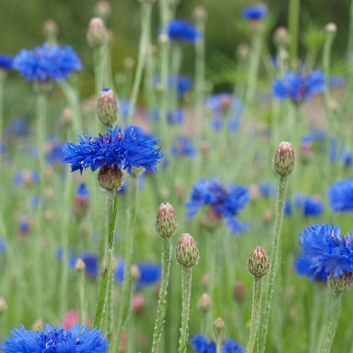 Herboo – wholesale Plant seeds – Cornflower Seeds2
