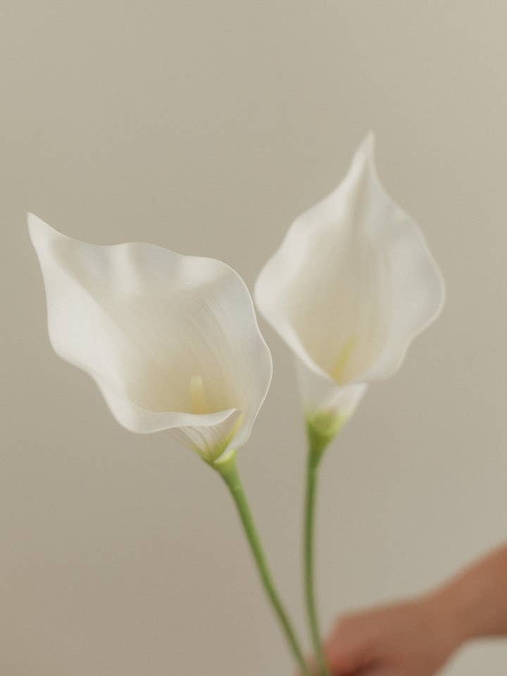 Calla Lilly Stem for wholesale by Eucalypt Co.