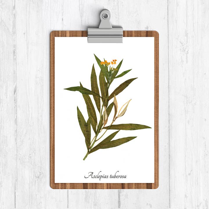 Butterfly Weed (Milkweed) Botanical Print for wholesale by Ecobota