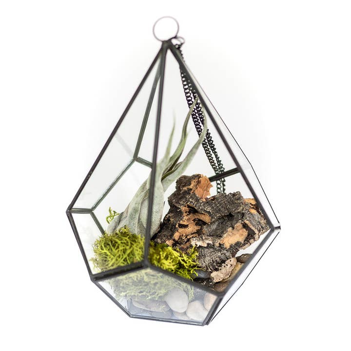 Air Plant Shop - Wholesale Terrarium - DIY Glass Diamond Terrarium with Kit and Two Air Plants