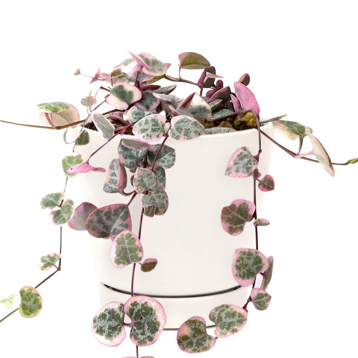 Best Plant Friend - Vente Succulentes - Chaîne de cœurs panachée - Plante succulente en pot de 4/6 pouces12