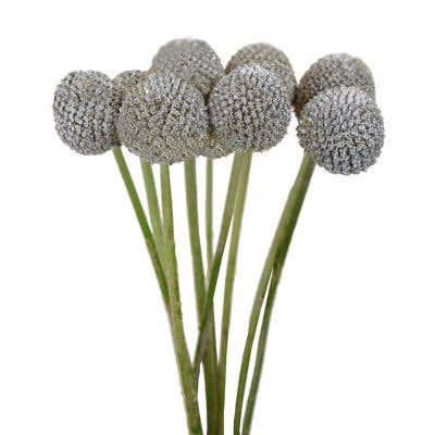 Craspedia Silver (10 Stems) for wholesale by Metro Flower Market