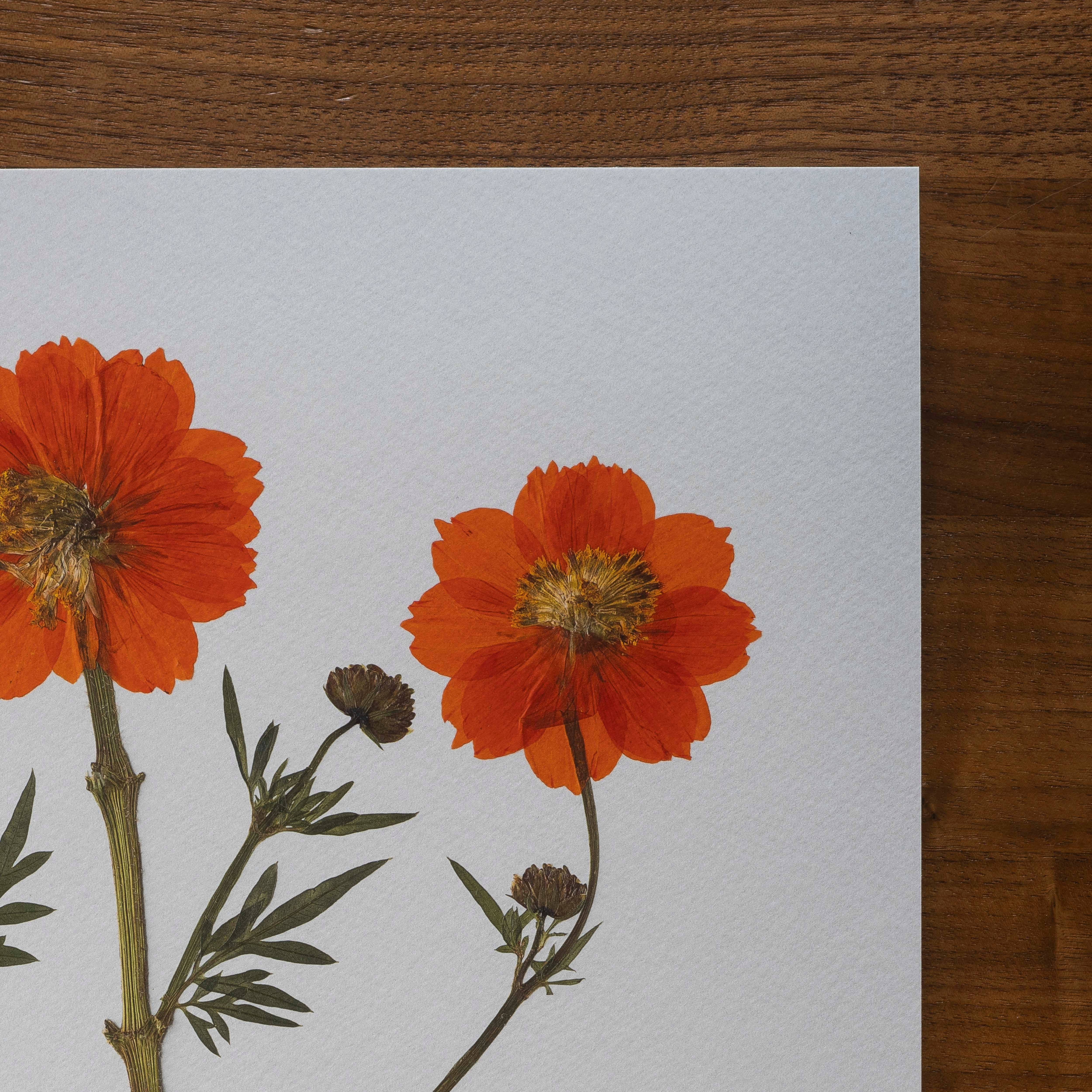 Hope Steinle Pressed Flower Art - Wholesale Art Print - Root Series No. 43