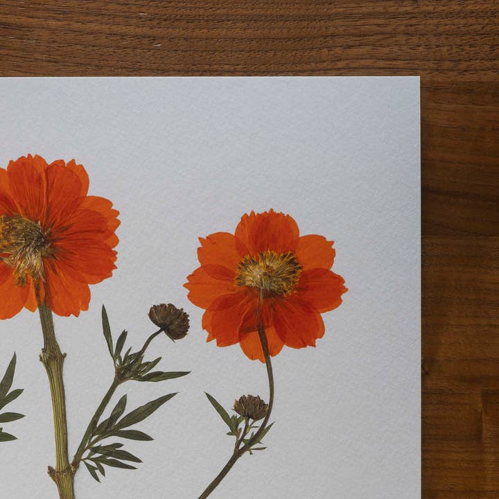 Hope Steinle Pressed Flower Art - Wholesale Art Print - Root Series No. 43