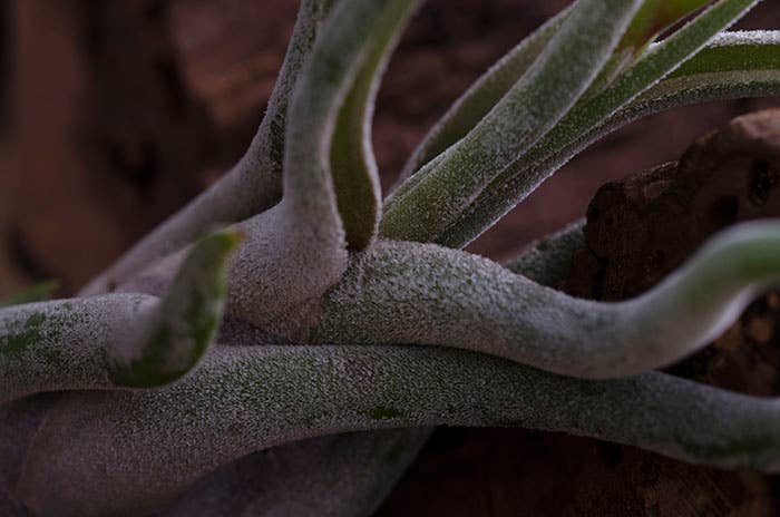 The Artizan Way - Vente Plante - Tillandsia Caput Medusae | Usine Air Vivante4