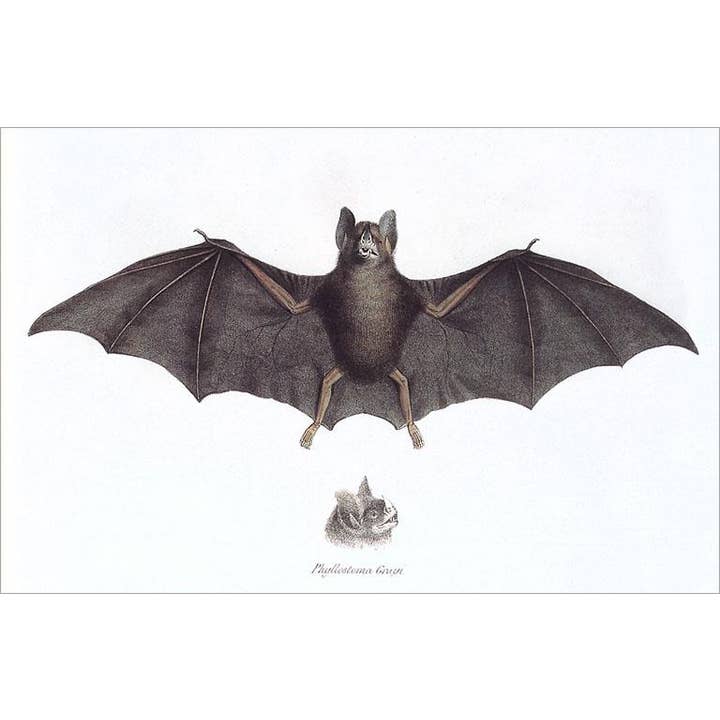 Biglietto di auguri AN-298 Pipistrello per la vendita all'ingrosso da parte di Found Image Press