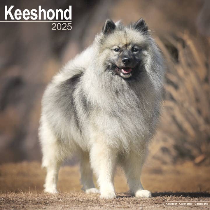 Keeshond Calendar 2025 for wholesale by Avonside Publishing Ltd