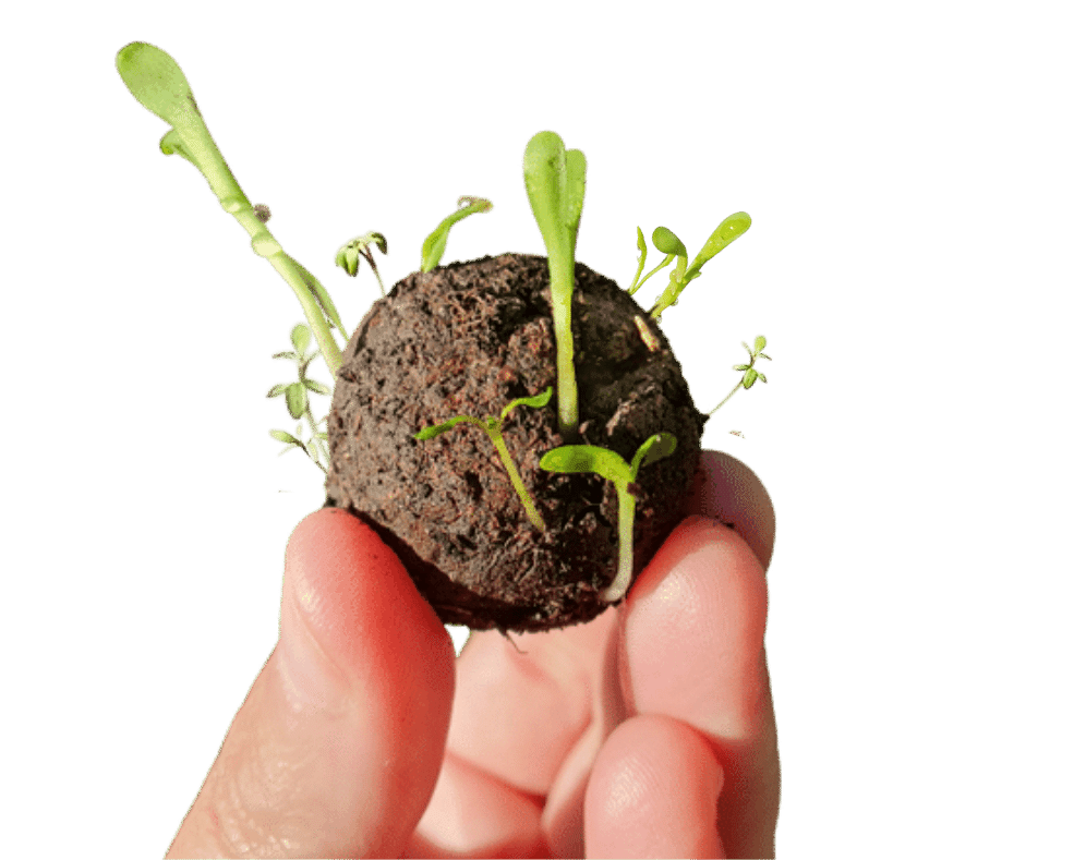 Native Seed Box – Sementes de plantas por atacado – Campos de margaridas eternos4