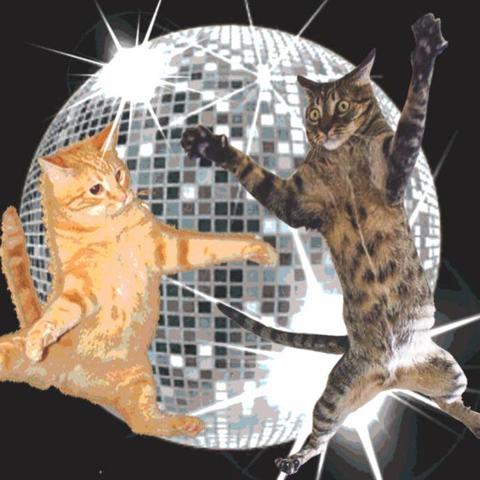 Bite Your Granny – Engroshandel Fødselsdagskort – Fødselsdagskort med dansende katte2