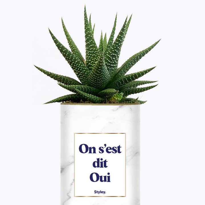 Styley - Wholesale Live Plant - On S'est Dit Oui - Plante2