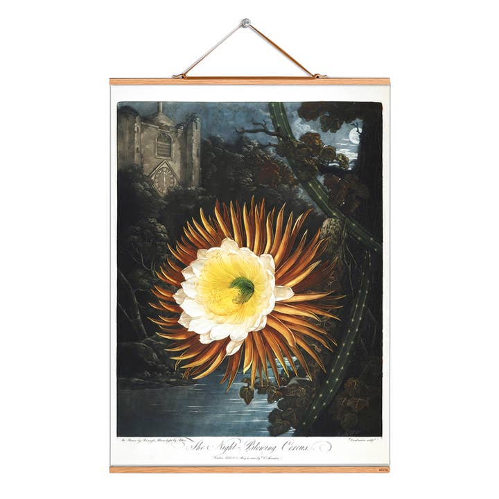 Scroll picture illustration # 318/Night-Blowing Cereus for wholesale by Eicie