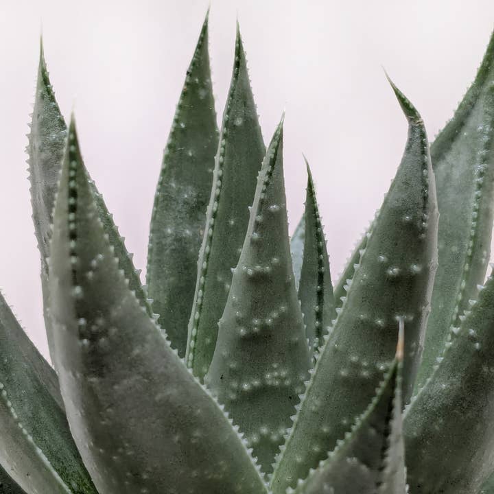 House Plant Wholesale - Wholesale Live Plant - Succulent Haworthia Savanna - 4" Pot1