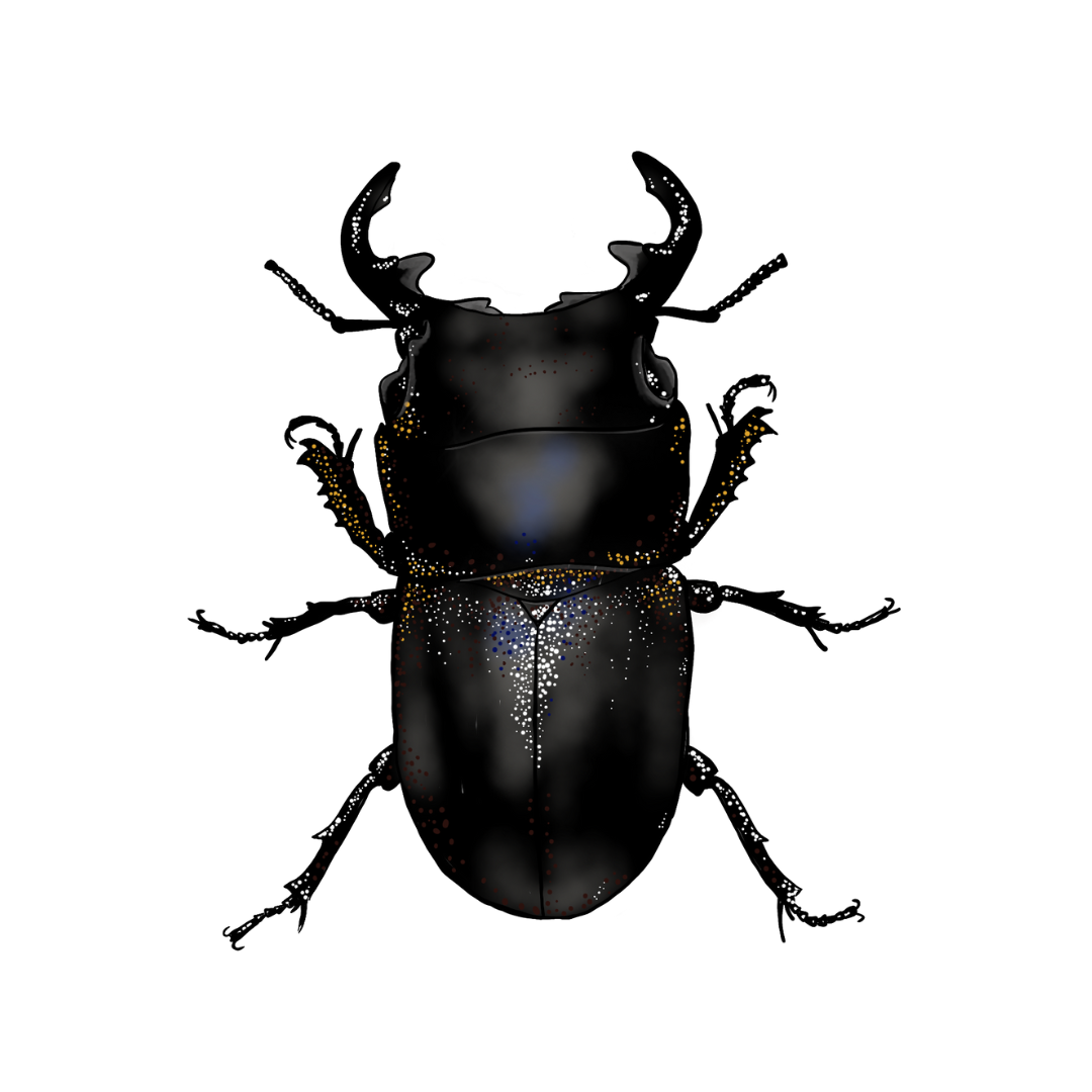 High Tees - Wholesale Screen Printed T-Shirt - Unisex - Stag Beetle Classic Organic T shirt6