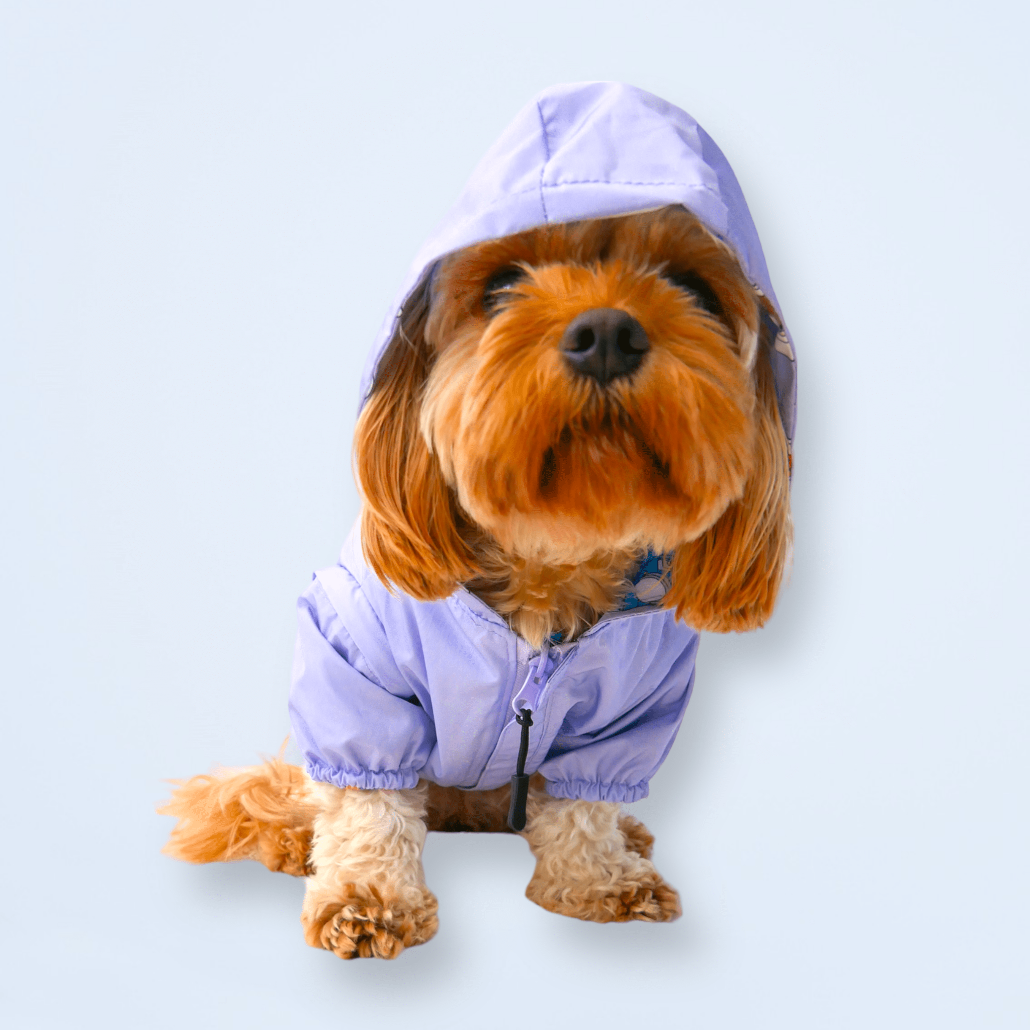 Zelda & Harley – wholesale Pet raincoat – Dog – Puparazzi Reversible Raincoat4