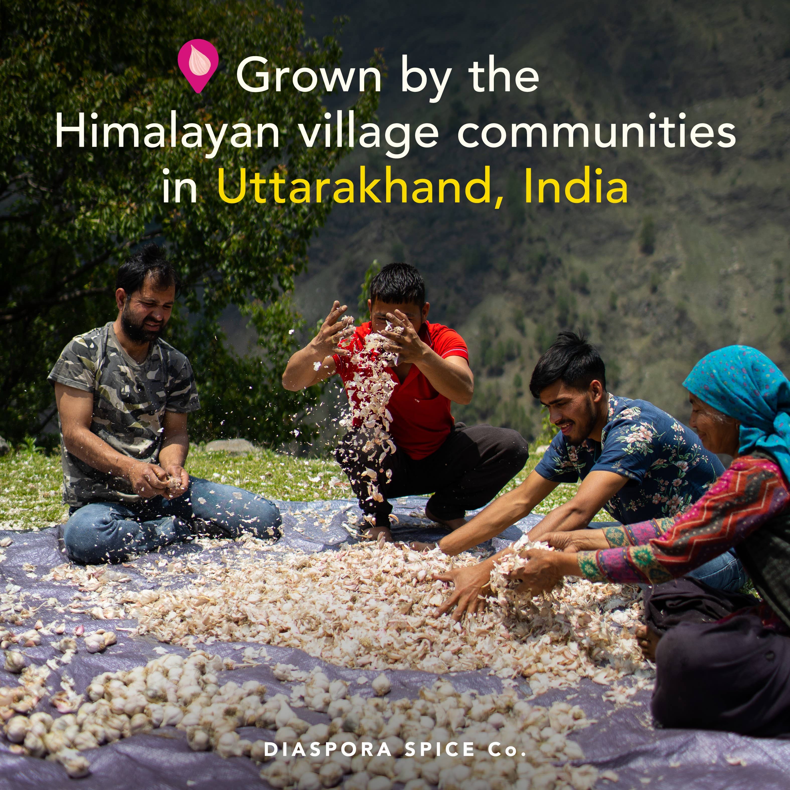 Diaspora Spice Co. - Wholesale Dried Spice - Pahadi Pink Garlic Powder - Single-Origin - Foodservice Bag1