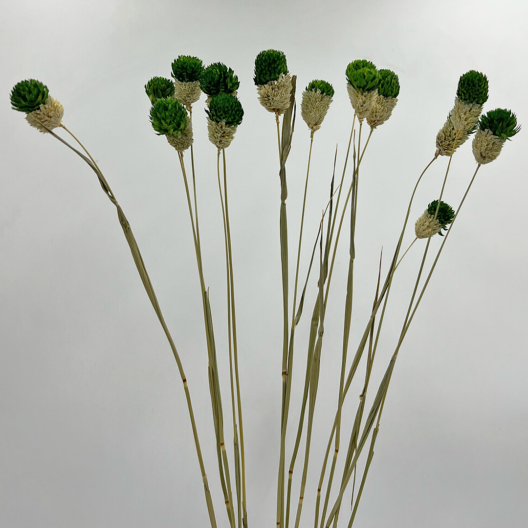 2626 Designs – Engroshandel Tørrede/pressede blomster – Tørret Gomphrena Globosa, 56-61 cm lang, 16 stk/bundt11