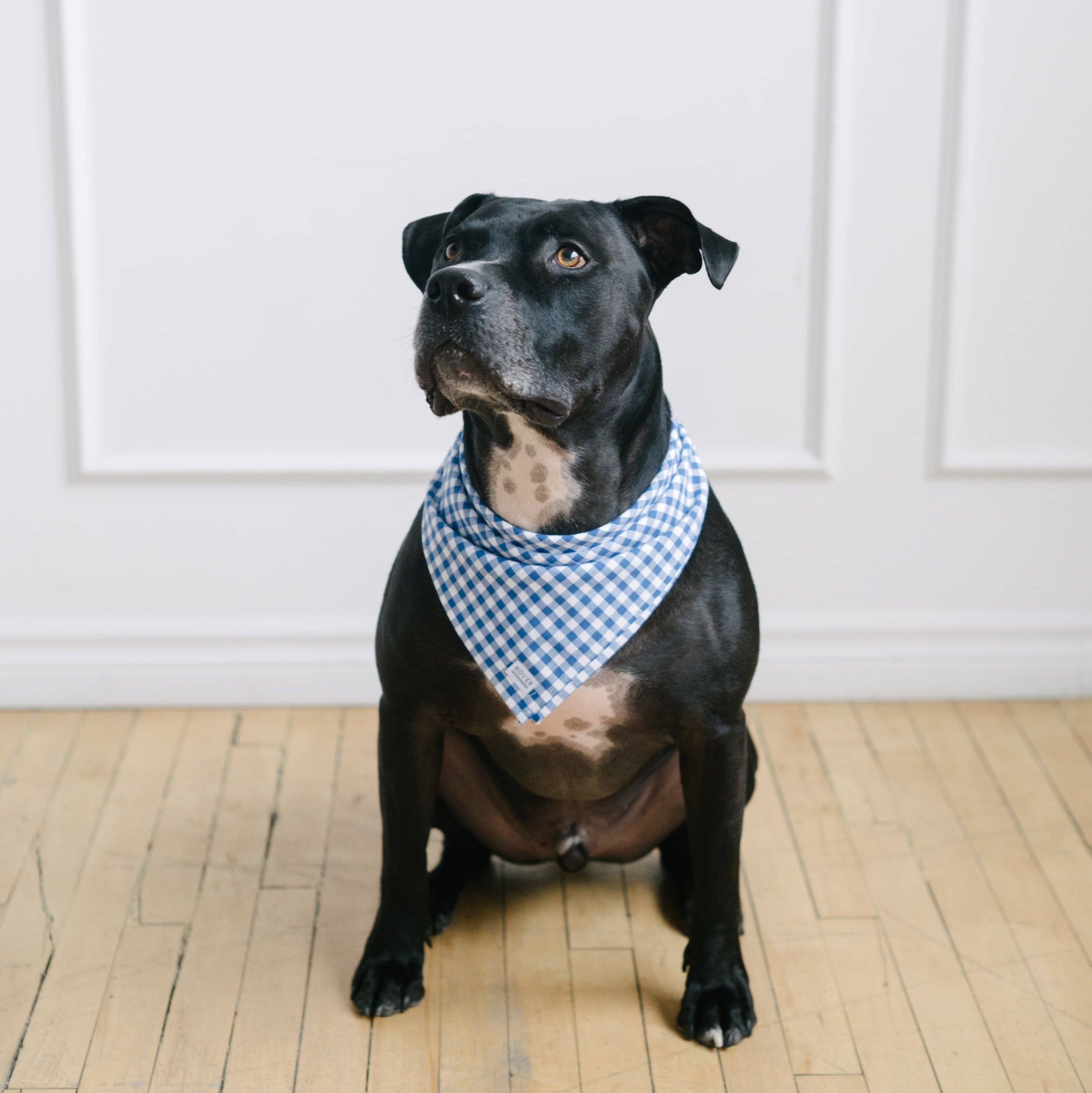 The Rover Boutique – Großhandel Haustier-Bandana – Hund – Königliches Gingham-Hundebandana1
