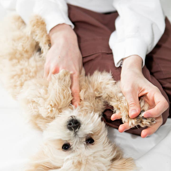 Baume pour pattes entièrement naturel pour pattes de chien sèches et rugueuses pour la vente par Mona Moon Naturals