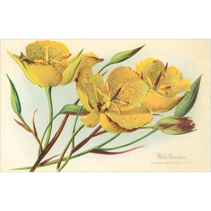 Found Image Press - Wholesale Sticker - Sticker FC-140 Yellow mariposa lily