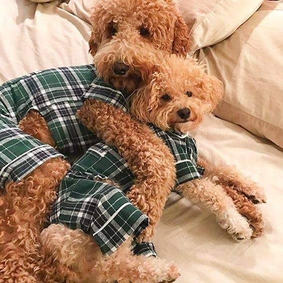 fabdog - Vente Pyjama – chien - Pyjama en flanelle verte2