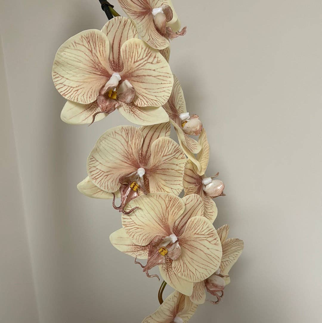 JKF & Co Pty Ltd - Wholesale Artificial Flowers - Real Touch Phalaenopsis Orchid Stem Ivory Mocha0