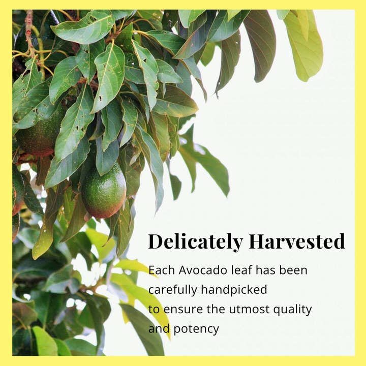 Akshit - Wholesale Loose Tea - 2.6 oz Dried Avocado Leaves, Hojas de Aguacate, Loose Leaves9