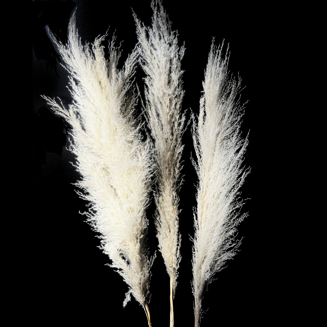 Botanico Ltd. - Wholesale Dried/Pressed Flowers - Pampas Grass1