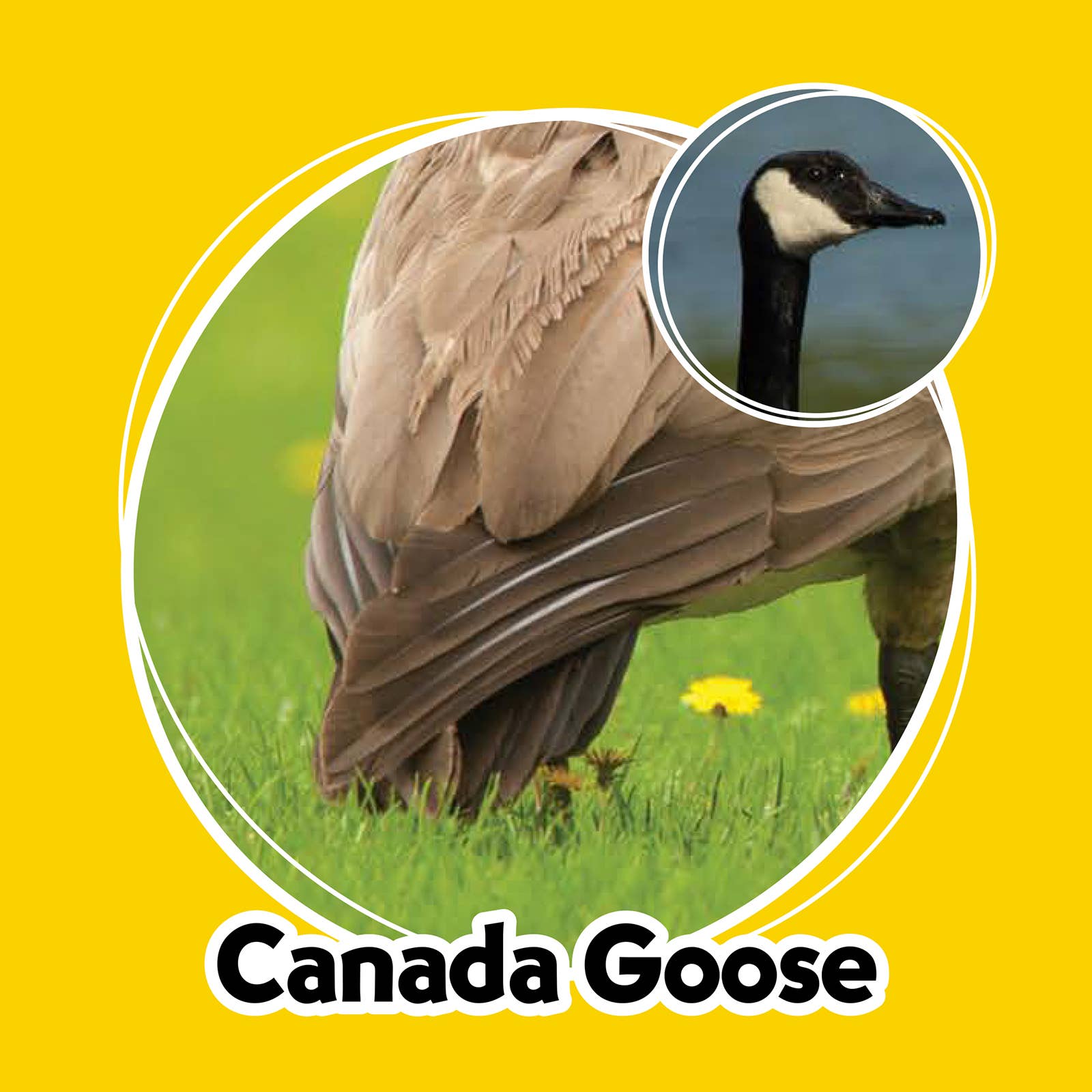 AdventureKEEN - Wholesale Brain Game - Kids - Whose Butt? Memory Game8