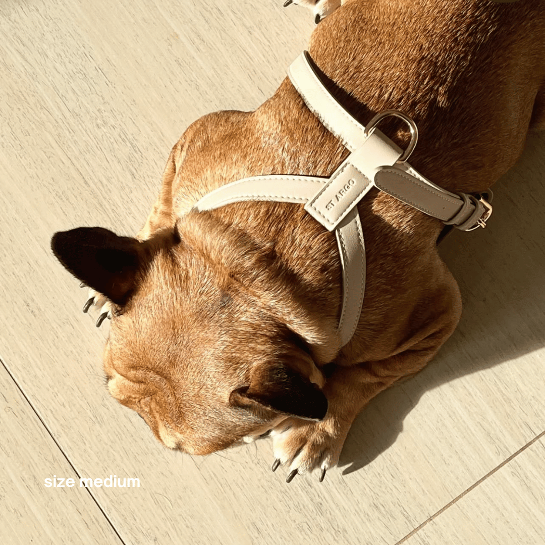 ST ARGO - Wholesale Pet harness – Dog - HARNESS - Cream4