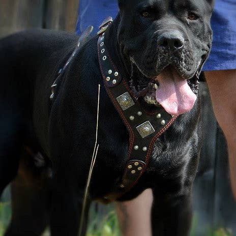 Harnais The Eros noir et rouge pour la vente par Serendipityfile