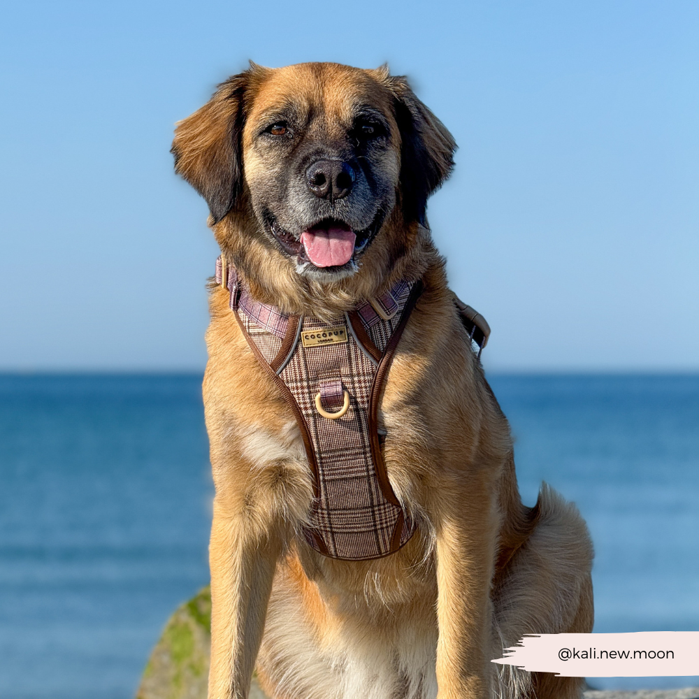 Cocopup London – wholesale Pet harness – Dog – Explore Harness - Pup Plaid13