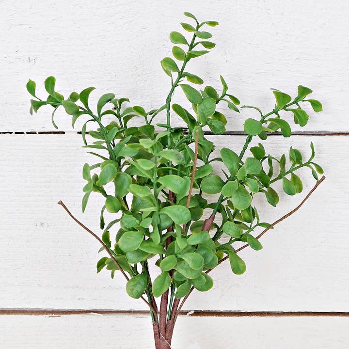 78901 - 14in Evergreen Boxwood Bush- for wholesale by Impressive Enterprises, Inc.