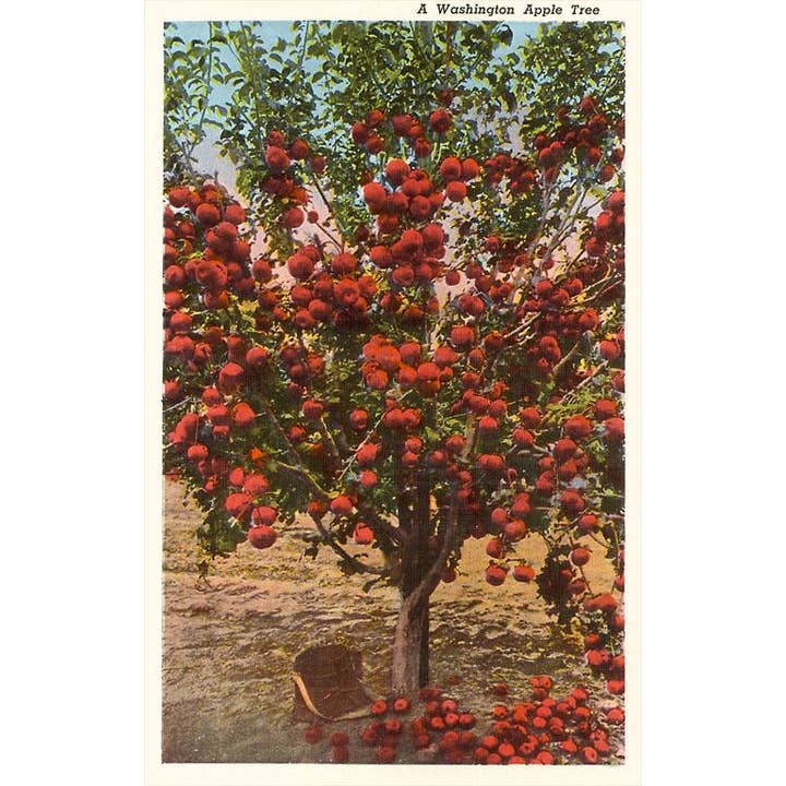 Postcard WA-173 A Washington Apple Tree for wholesale by Found Image Press